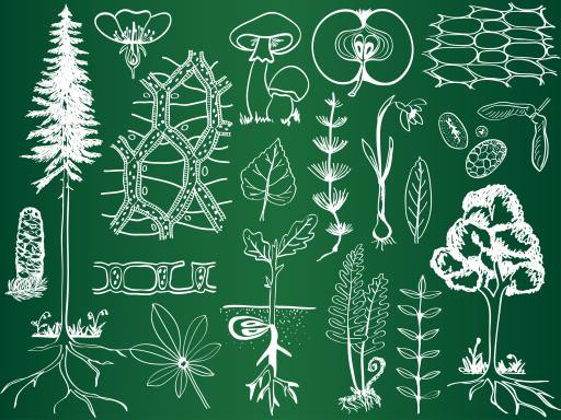 vert, dessin, dessins, arbre, arbres, feuilles, champignons, pommes, fruits Kytalpa