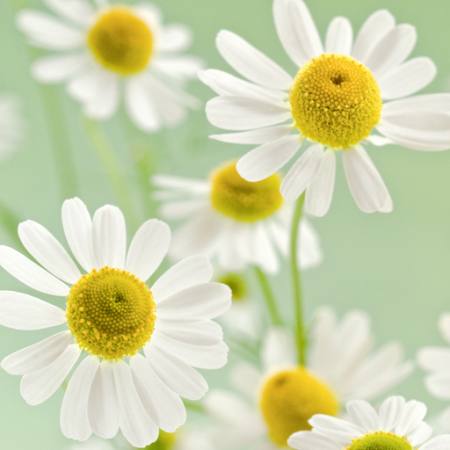 fleurs, fleur, blanc, jaune Italianestro - Dreamstime