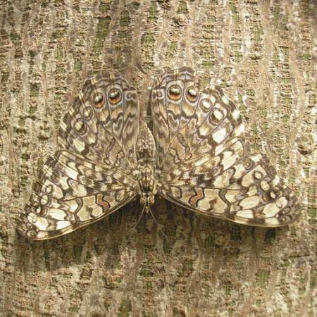 papillon, insecte, arbre, écorce Wilm Ihlenfeld - Dreamstime