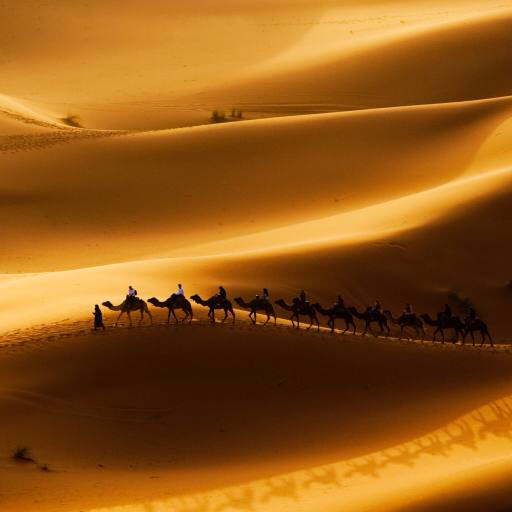du sable, désert, chameaux, la nature Rcaucino