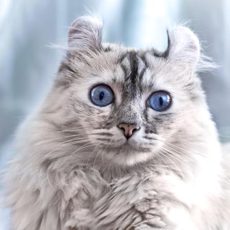 chat, yeux, animal Eugenesergeev - Dreamstime