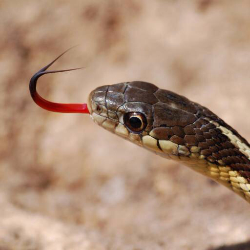 serpent, animal, sauvage Gerald Deboer (Jerryd)