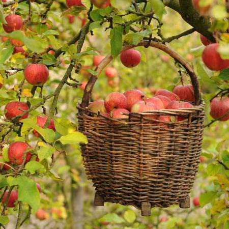des pommes, panier, arbre Petr  Cihak - Dreamstime