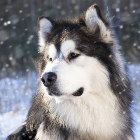 loup, chien, animal, sauvage Lilun - Dreamstime