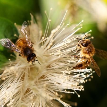 abeilles, nature, abeille, pollen, fleur Sheryl Caston - Dreamstime