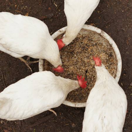 poulets, manger, nourriture, bol, blanc, céréales, le blé Alexei Poselenov - Dreamstime
