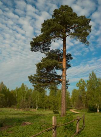 arbre, jardin, champ, nature, barrière, route, vert Konstantin Gushcha - Dreamstime