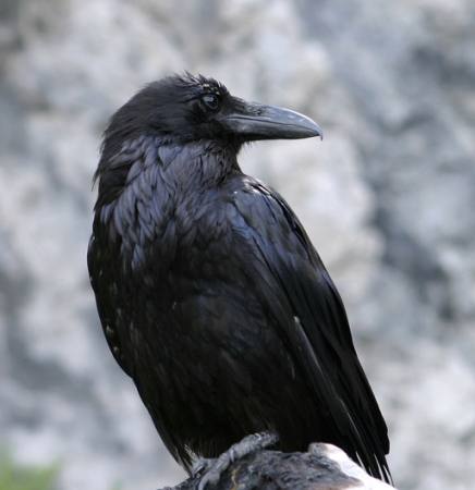 oiseau, noir, pic Matthew Ragen - Dreamstime