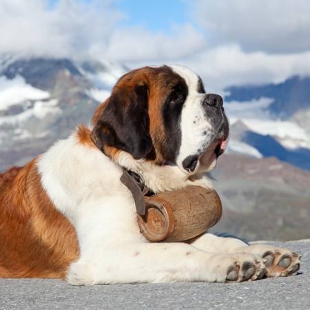 chien, le baril, montagne Swisshippo - Dreamstime