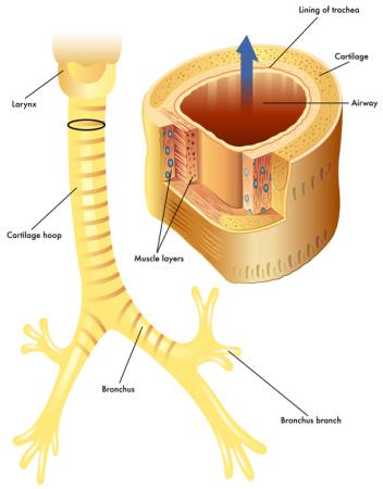 veine, le corps, le cartilage, muscle, anathomy, du larynx Rob3000 - Dreamstime