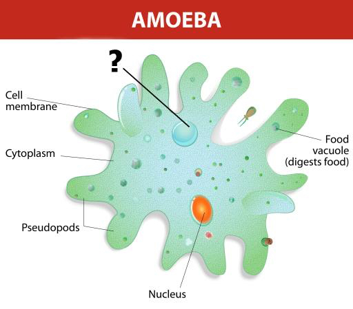 amibes, noyau, de la nourriture, cellule, cellulaire Designua