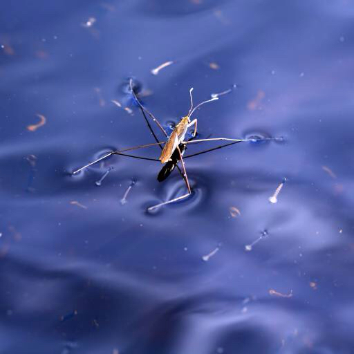 insecte, de l'eau, flotteur, bleu Sergey Yakovlev (Basel101658)