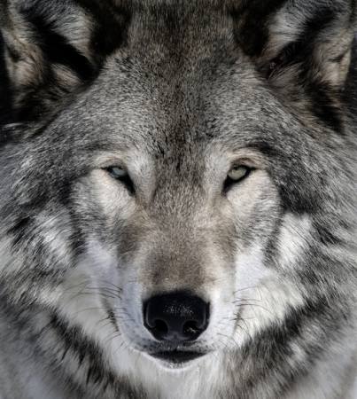 loup, animal, sauvage, chien Alain - Dreamstime