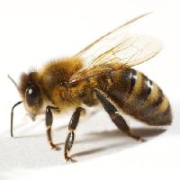 Pixwords L`image avec abeille, mouche, le miel Tomo Jesenicnik - Dreamstime