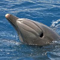 mer, animal, dauphin, baleine Avslt71