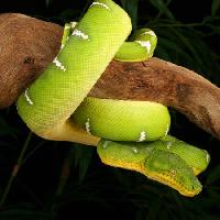 Pixwords L`image avec serpent, sauvage, la faune, de la branche, vert Johnbell - Dreamstime