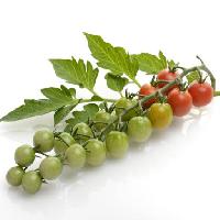 Pixwords L`image avec fruits, légumes, tomates, tomate, vert, rouge, feuilles, de la nourriture Svetlana Foote (Saddako123)