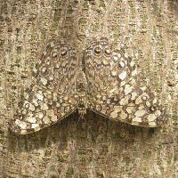 Pixwords L`image avec papillon, insecte, arbre, écorce Wilm Ihlenfeld - Dreamstime