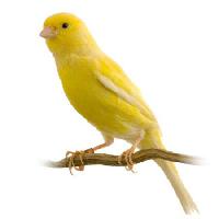 Pixwords L`image avec oiseau, jaune Isselee - Dreamstime