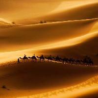 Pixwords L`image avec du sable, désert, chameaux, la nature Rcaucino