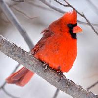 Pixwords L`image avec oiseau, rouge, animal, sauvage (Markwatts104)