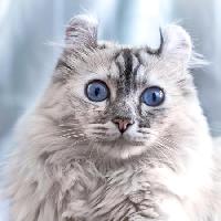 chat, yeux, animal Eugenesergeev - Dreamstime