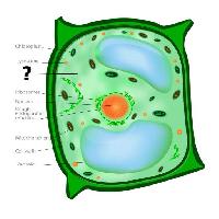 Pixwords L`image avec cellulaire, cellulaires, vert, orange, chloroplaste, nucléos, vacuole Designua