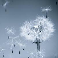 fleurs, mouche, bleu, ciel, graines Mouton1980 - Dreamstime