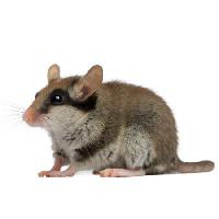 Pixwords L`image avec de la souris, le rat, l'animal Isselee - Dreamstime