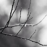 branche, arbre, noir, blanc, de la pluie, de l'eau Mtoumbev