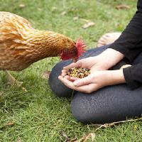 de poulet, les mains, manger, nourriture, herbe, vert Gillian08 - Dreamstime