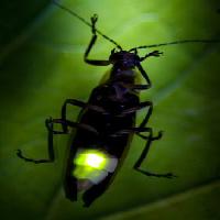 Pixwords L`image avec insecte, animal, sauvage, faune, petit, feuille, vert Fireflyphoto - Dreamstime