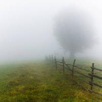 Pixwords L`image avec du brouillard, champ, arbre, clôture, vert, herbe Andrei Calangiu - Dreamstime
