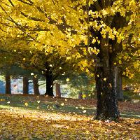 arbre, arbres, l'automne, les feuilles, jaune Daveallenphoto