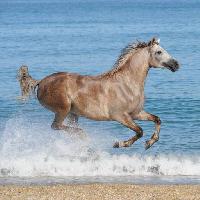 Pixwords L`image avec cheval, eau, mer, plage, animaux Regatafly