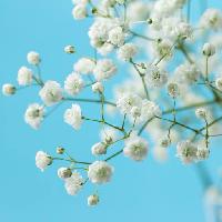 arbre, blanc, fleur, fleurs Melica