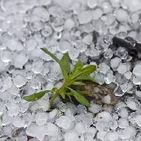des perles, de la glace, de la pluie, fleur, vert, plante Dantautan - Dreamstime