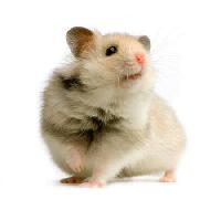 chez le rat, une souris, un animal Isselee - Dreamstime