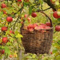 Pixwords L`image avec des pommes, panier, arbre Petr  Cihak - Dreamstime