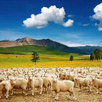 moutons, nature, montagne, ciel, nuage, troupeau Dmitry Pichugin - Dreamstime