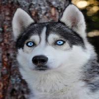 chien, yeux, bleu, animaux Mikael Damkier - Dreamstime