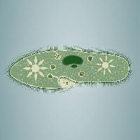 empreinte, les algues, vert, étoiles, microscopique, le tissu Vladimir Zadvinskii (Vladimiraz)
