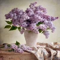 Pixwords L`image avec fleurs, vase, violet, table, tissu Jolanta Brigere - Dreamstime