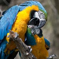 perroquet, oiseau, couleur, oiseaux Marek Jelínek - Dreamstime