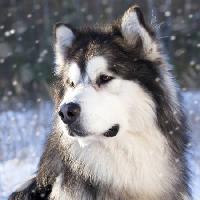 loup, chien, animal, sauvage Lilun - Dreamstime