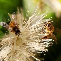 Pixwords L`image avec abeilles, nature, abeille, pollen, fleur Sheryl Caston - Dreamstime