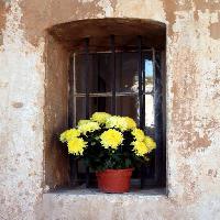 fleurs, fleur, fenetre, jaune, mur Elifranssens