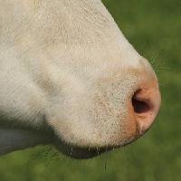 le nez, animal Marie Sprunger (Mariephotos)