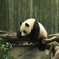 Pixwords L`image avec panda, ours, petit, noir, blanc, bois, forêt Nathalie Speliers Ufermann - Dreamstime