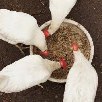 poulets, manger, nourriture, bol, blanc, céréales, le blé Alexei Poselenov - Dreamstime